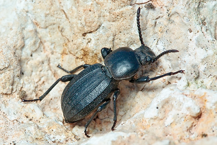 Da identificare 2
